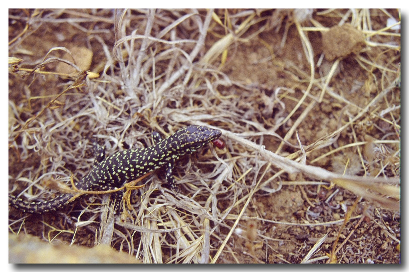 Podarcis filfolensis di Linosa